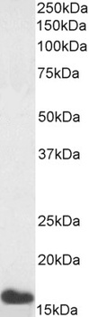 PMAIP1 antibody