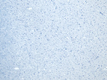 Goat anti-Calnexin Antibody