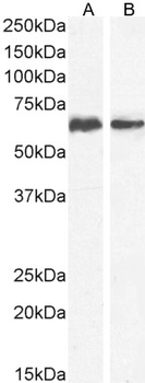 Goat anti-CD80 Antibody