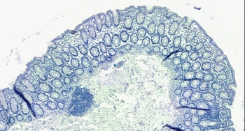 Goat anti-GAL Antibody