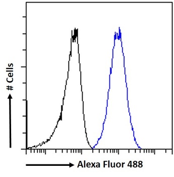 Goat anti-HSPC117 (aa201-215) Antibody