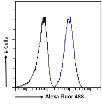 C22ORF28 antibody