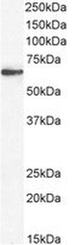 Positive Control Lysate for anti- CD80 antibody