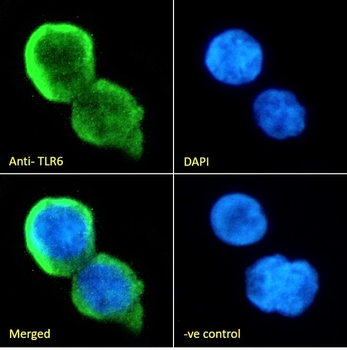 Goat Anti-TLR6 Antibody
