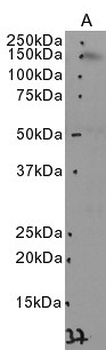 Goat CD163 Antibody
