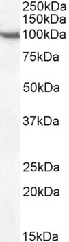 Goat anti-CD68 Antibody
