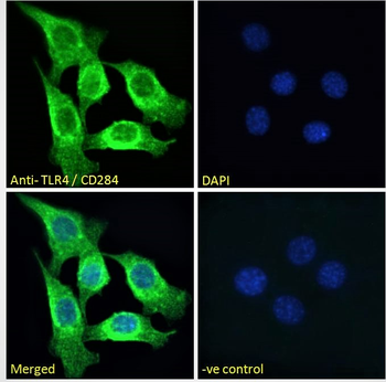 Goat anti-TLR4 / CD284 Antibody