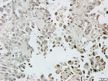 Caspase 3 Rabbit Polyclonal Antibody