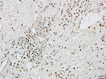 CDC2 Rabbit Polyclonal Antibody