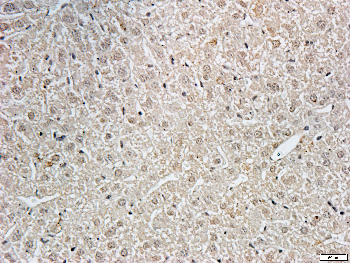 CDC2 Rabbit Polyclonal Antibody