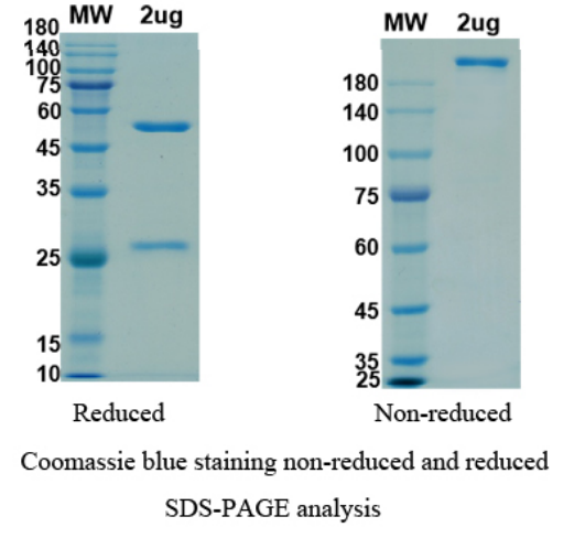 Dinutuximab