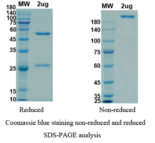 Dinutuximab biosimilar antibody