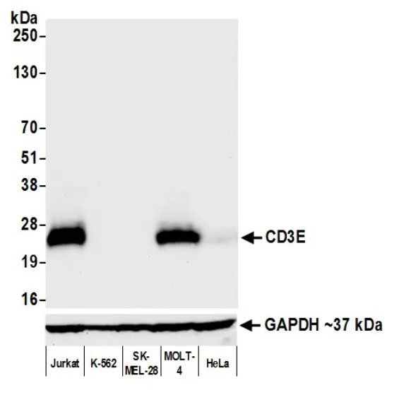 Rabbit anti-CD3E Recombinant Monoclonal Antibody