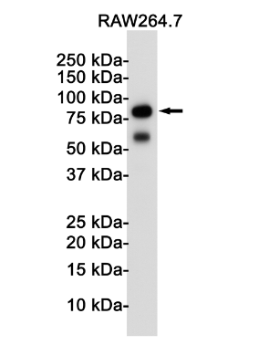 Tlr2 Antibody
