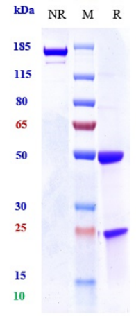 Anti-PRLR / Prolactin Receptor Reference Antibody (BAY 1158061)