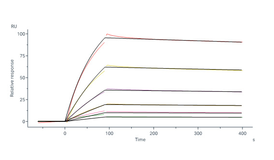 Human FGF-5 Protein, His Tag (SPR verified)