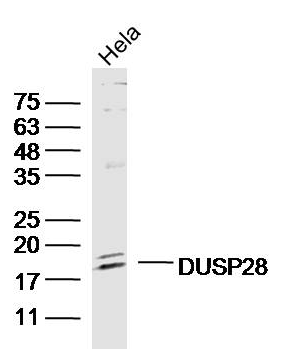 DUSP28 antibody