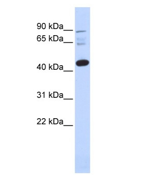 DPF3 Antibody - N-terminal region : HRP