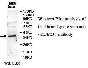 Anti-IZUMO1 Antibody