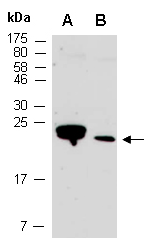 BEX1 antibody