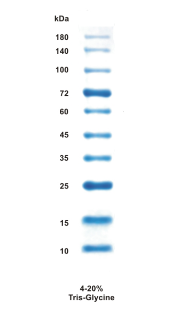 BlueClassic Prestained Protein Marker (10-180kDa)