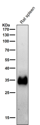 Anti-HLA-DRA/Hla Dr Rabbit Monoclonal Antibody