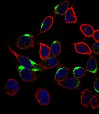 NRCAM Antibody