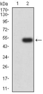 ULBP2 Antibody