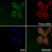 Collagen-pan Rabbit Polyclonal Antibody