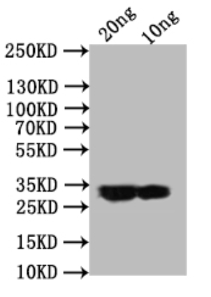 ail Antibody