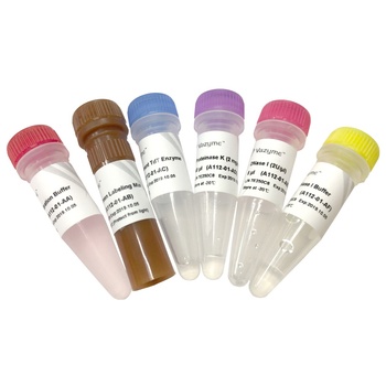 Vazyme - TUNEL BrightGreen Apoptosis Detection Kit