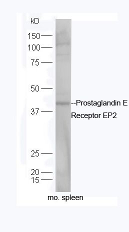Prostaglandin E Receptor EP2 antibody