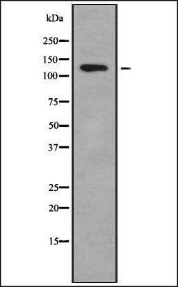 A Cyclase I antibody