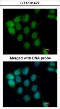 A-RAF antibody [C1C3]