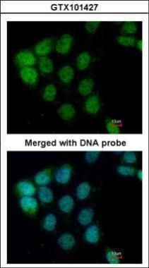 A-RAF antibody