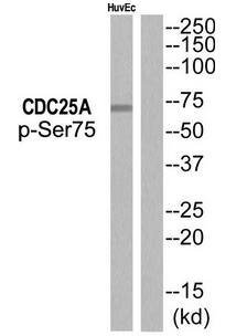 CDC25A (Phospho-Ser76) antibody