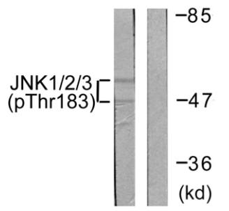JNK1/2/3 (Phospho-Thr183+Tyr185) antibody