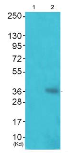 hnRPD (Phospho-Ser83) antibody