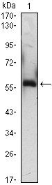 A1BG Antibody