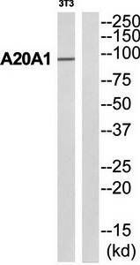 A20A1 antibody