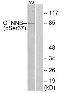 Catenin-beta (Phospho-Ser37) antibody