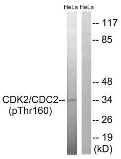 CDC2 (Phospho-Thr161) antibody