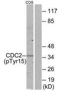 CDC2 (Phospho-Tyr15) antibody