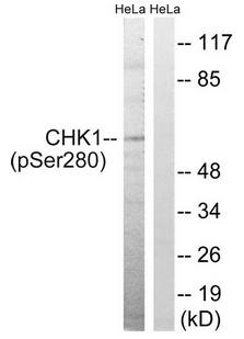 Chk1 (Phospho-Ser280) Antibody