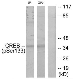 CREB (Phospho-Ser133) antibody