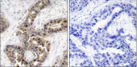 G3BP-1 (Phospho-Ser232) Antibody