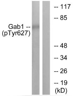 GAB1 (Phospho-Tyr627) antibody