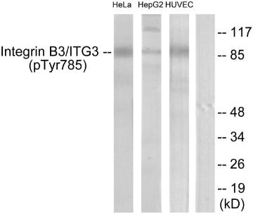 Integrin beta 3 (Phospho-Tyr785) antibody