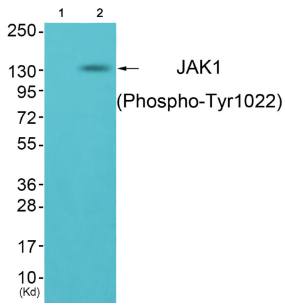 JAK1 (Phospho-Tyr1022) antibody