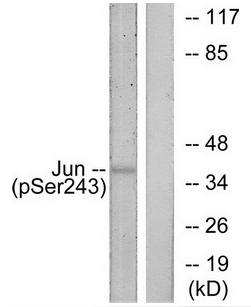 c-Jun (Phospho-Ser243) antibody